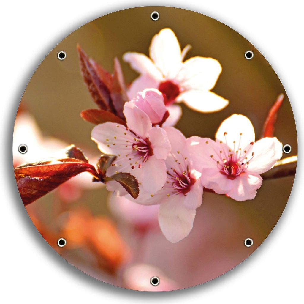 Wallario rundes Outdoor-Poster für Garten oder Balkon, Motiv Frühlingsgefühle II - Kirschblüten in Nahaufnahme, 30 cm Durchmesser