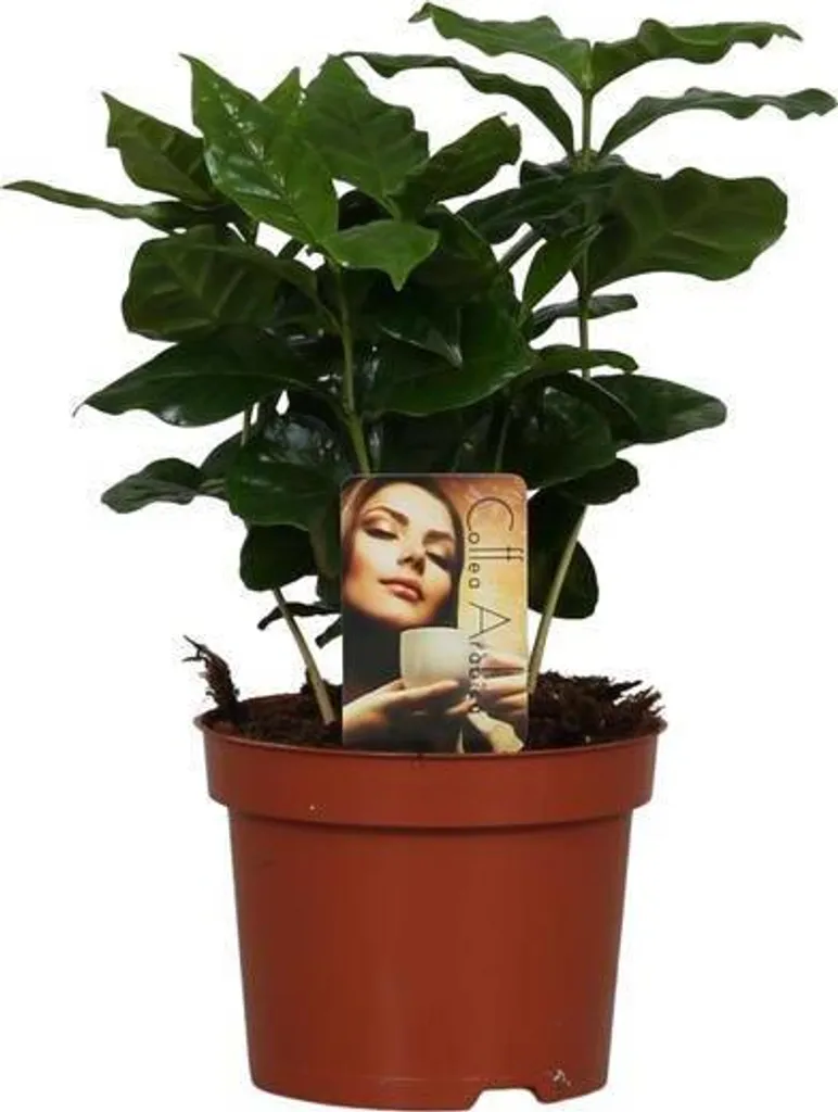 Caféier Arabica Facile d'Entretien - Plante Tropicale Décorative 25 cm