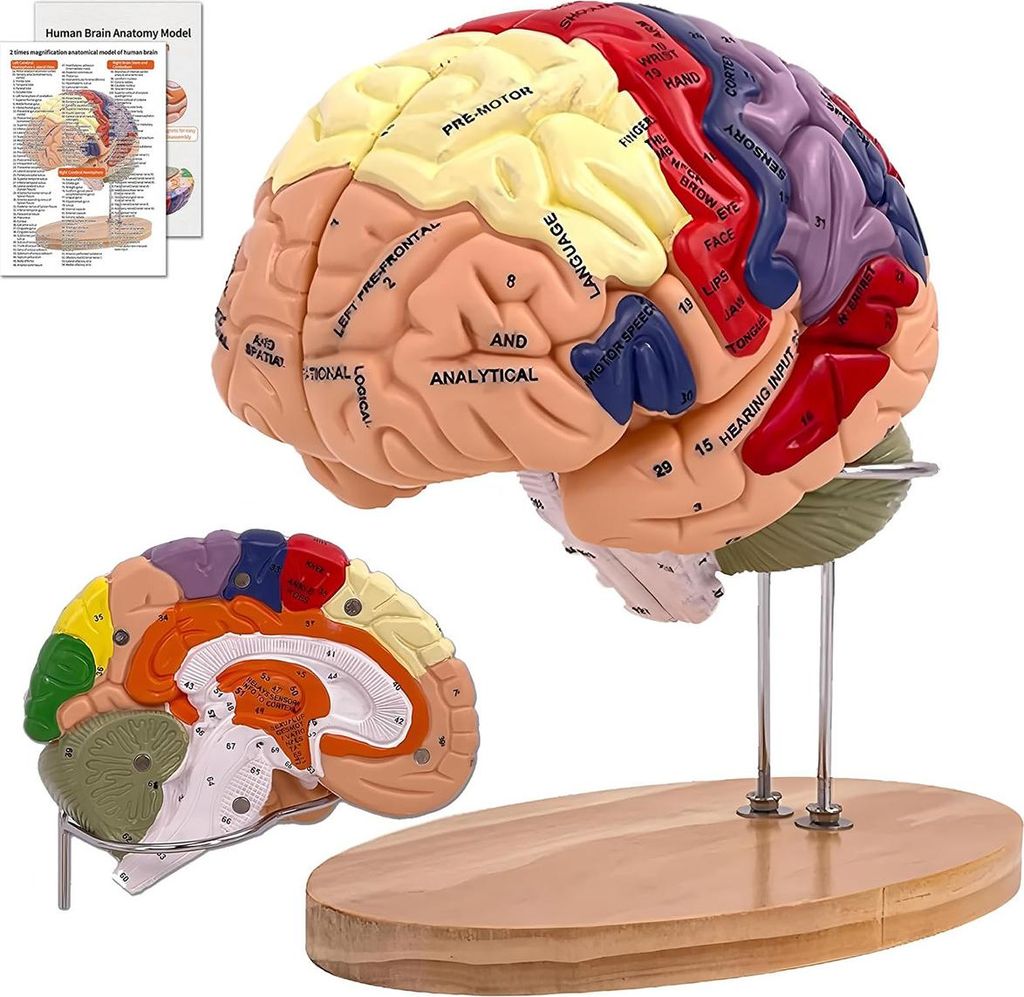 2× Lebensgroßes Gehirnmodell, Anatomie Gehirn, 4-teilig Produktbild 