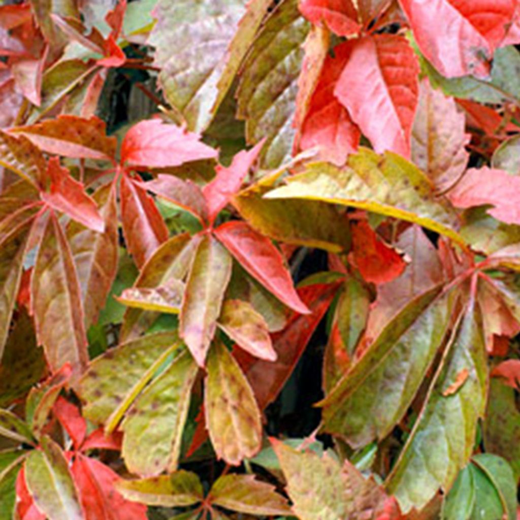 2 x Wilder Wein - Parthenocissus quinquefolia | 50-60 cm in Container