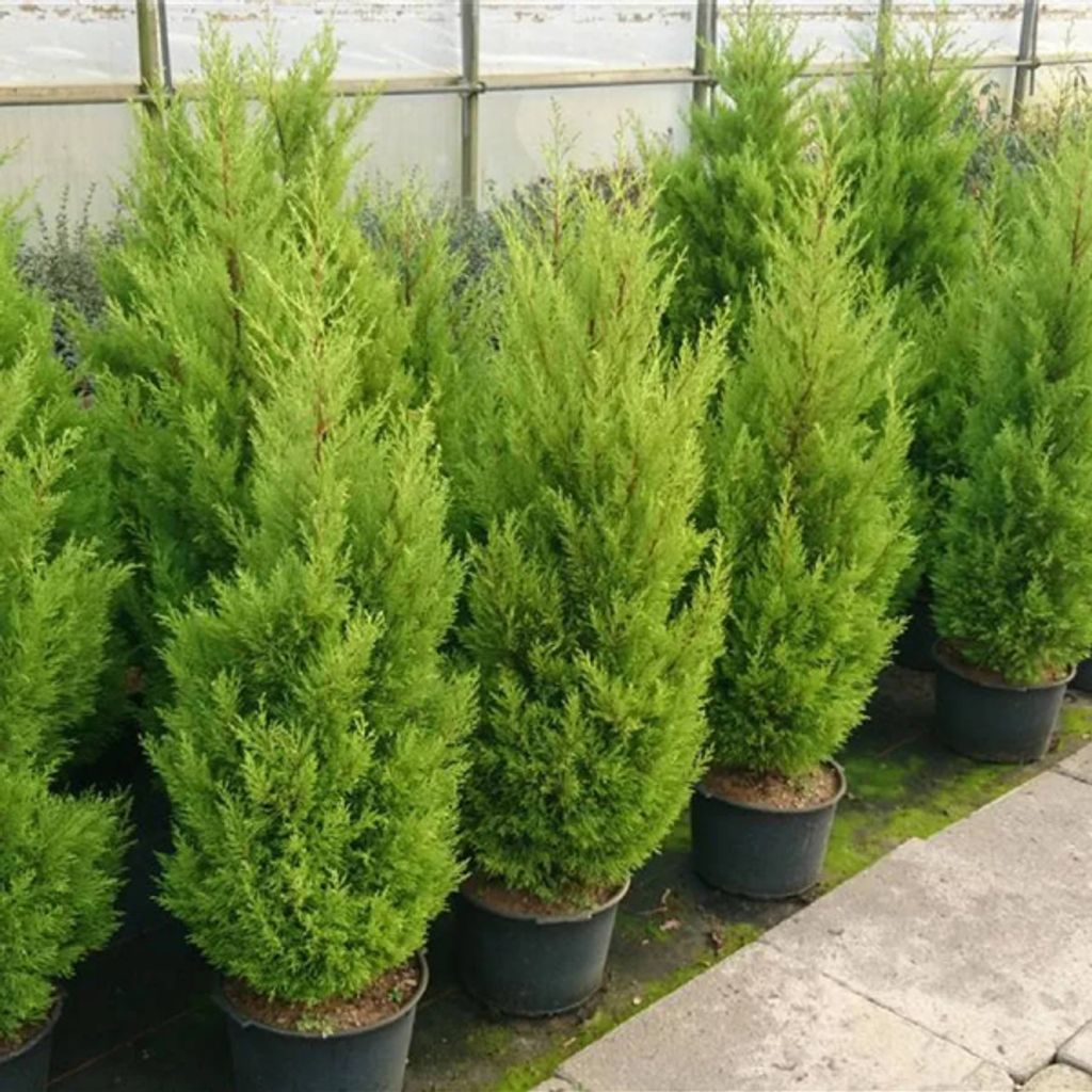 Cupressus macrocarpa Wilma - Zypresse Wilma - 80-100cm