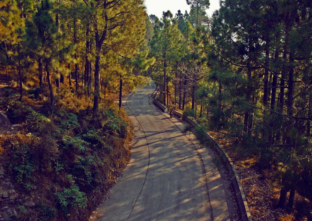 hansepuzzle 22373 - Waldweg Puzzle, 260 Teile, Fortbewegung, 41,0 x 28,0cm mit hochwertiger Aufbewahrung, Kartonbox und wiederverschließbarem Beutel