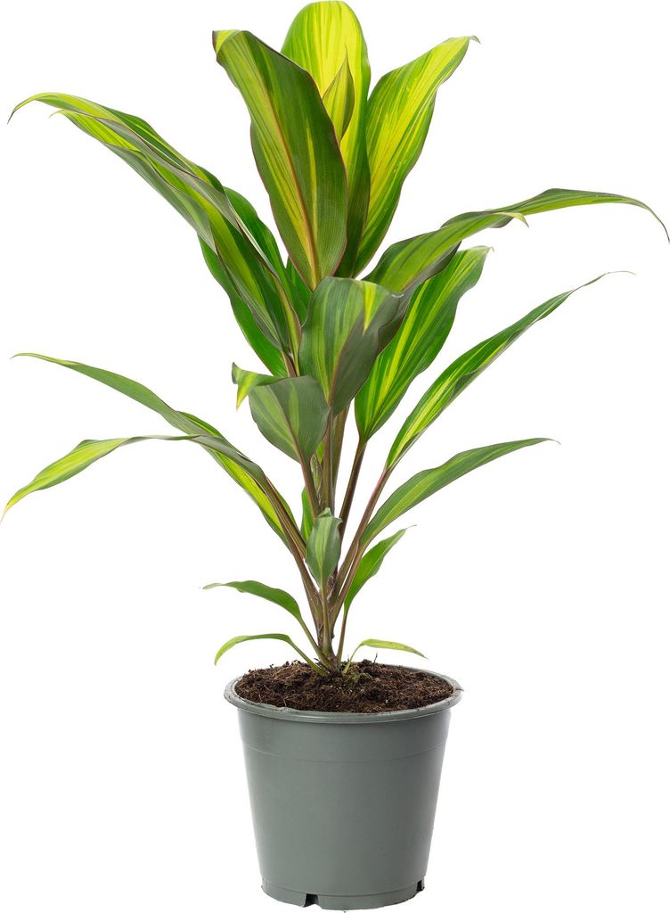 Keulenlilie Kiwi - Cordyline - Höhe ca. 40 cm, Topf-Ø 12 cm