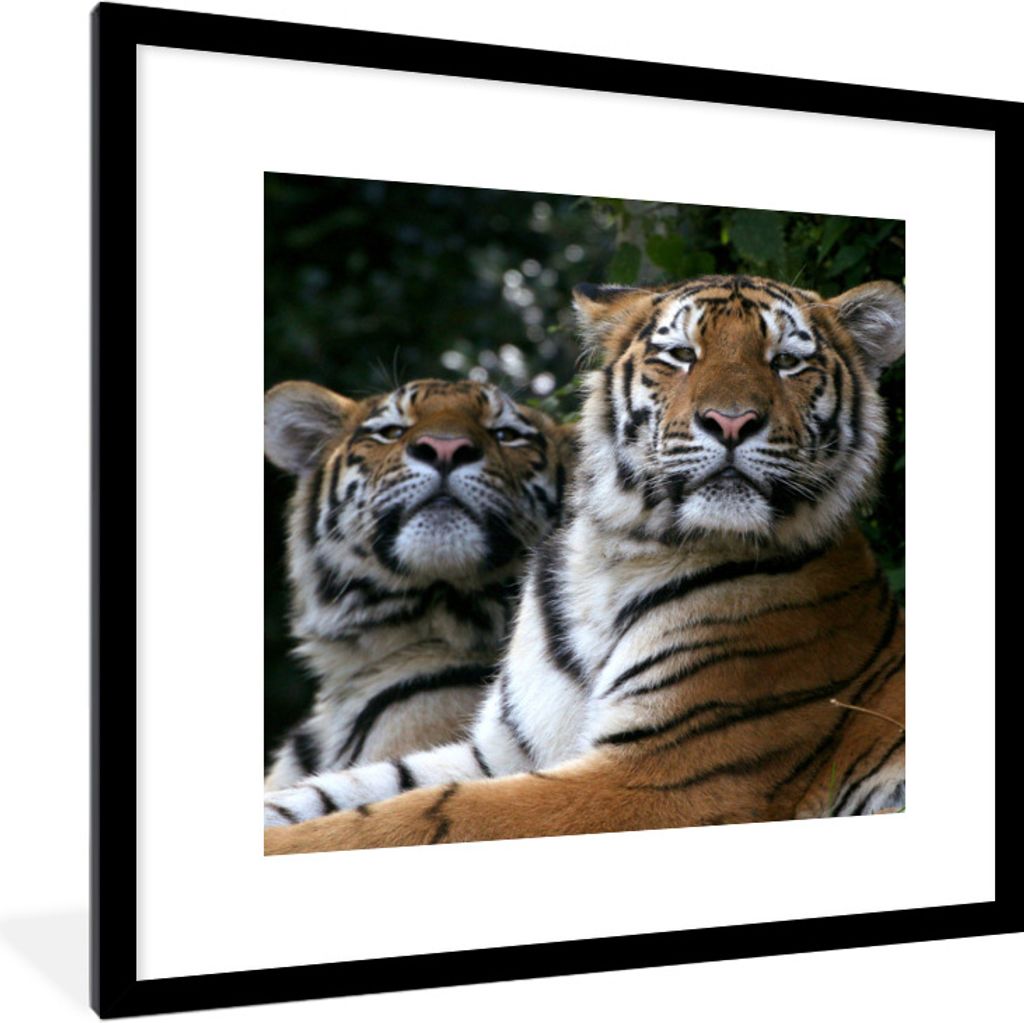 MuchoWow Gerahmtes Poster Porträt von zwei sibirischen Tigern 40x40 cm - Poster mit Schwarzem Bilderrahmen Wandposter Rahmen Foto Bilder - Poste...