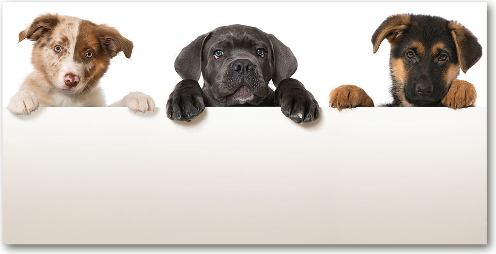 Tulup Leinwandbild - 120x60 cm - Wandkunst - Drucke auf Leinwand - Leinwanddruck - Tiere - Schwarz - Drei Welpen