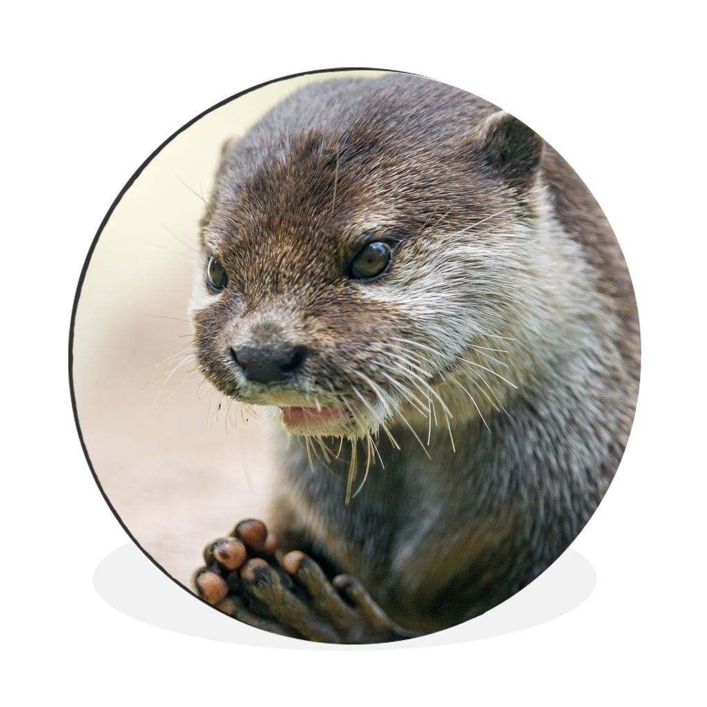 MuchoWow Aluminium Wandkreis Ein Otter mit zusammengelegten Beinen Ø 90 cm Wanddeko Modern Wohnzimmer - Mauerkreis - Wandbilder - Runde Bild - B...