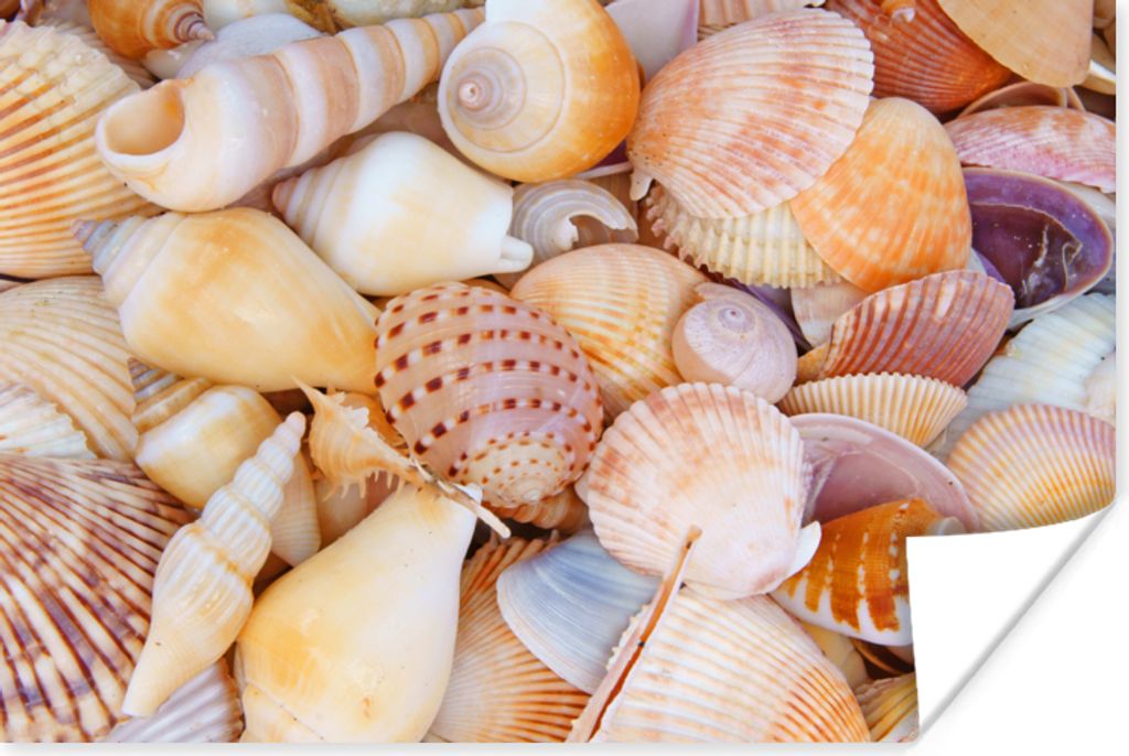 MuchoWow Poster Muscheln - Strand - Sommer - Orange 180x120 cm - Fotoplakat