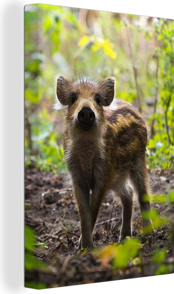 OneMillionCanvasses - Leinwandbilder - 90x140 cm, Wildschwein - Wald - Tier, Wandbilder Kunstdruck Wanddekoration - Wandschmucke - Schlafzimmer