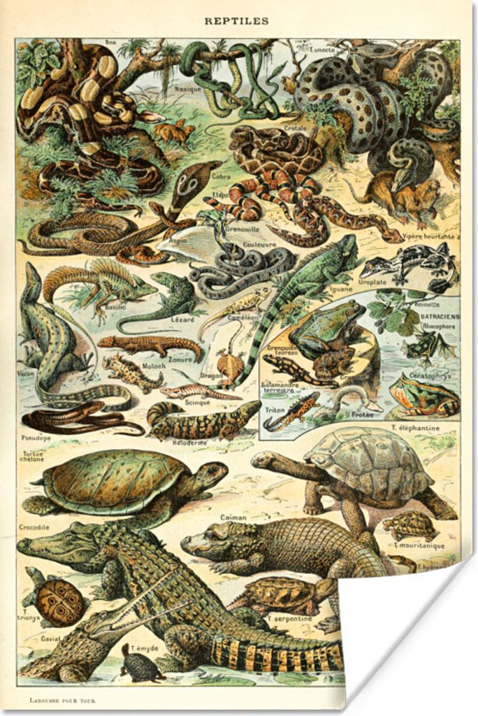 MuchoWow Poster Reptilien - Tiere - Natur 60x90 cm - Wanddekoration