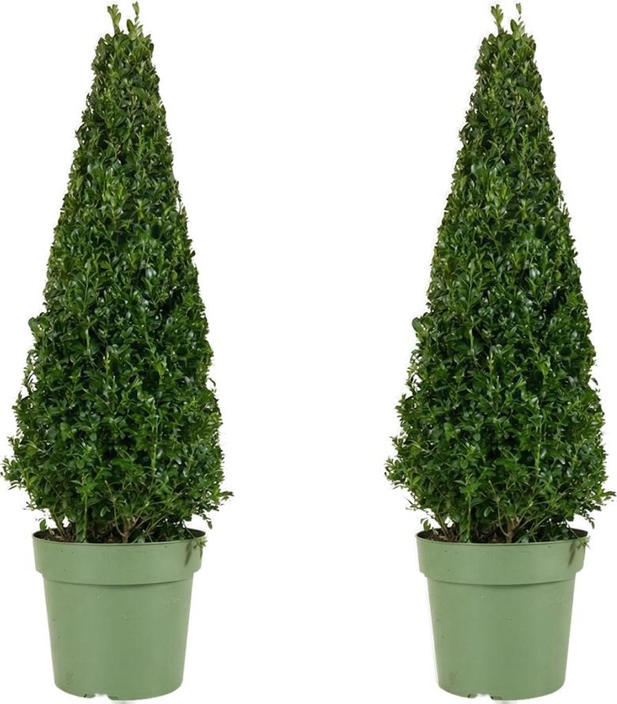 2x Ilex Jenny Pyramid P21 H80 Produktbild 