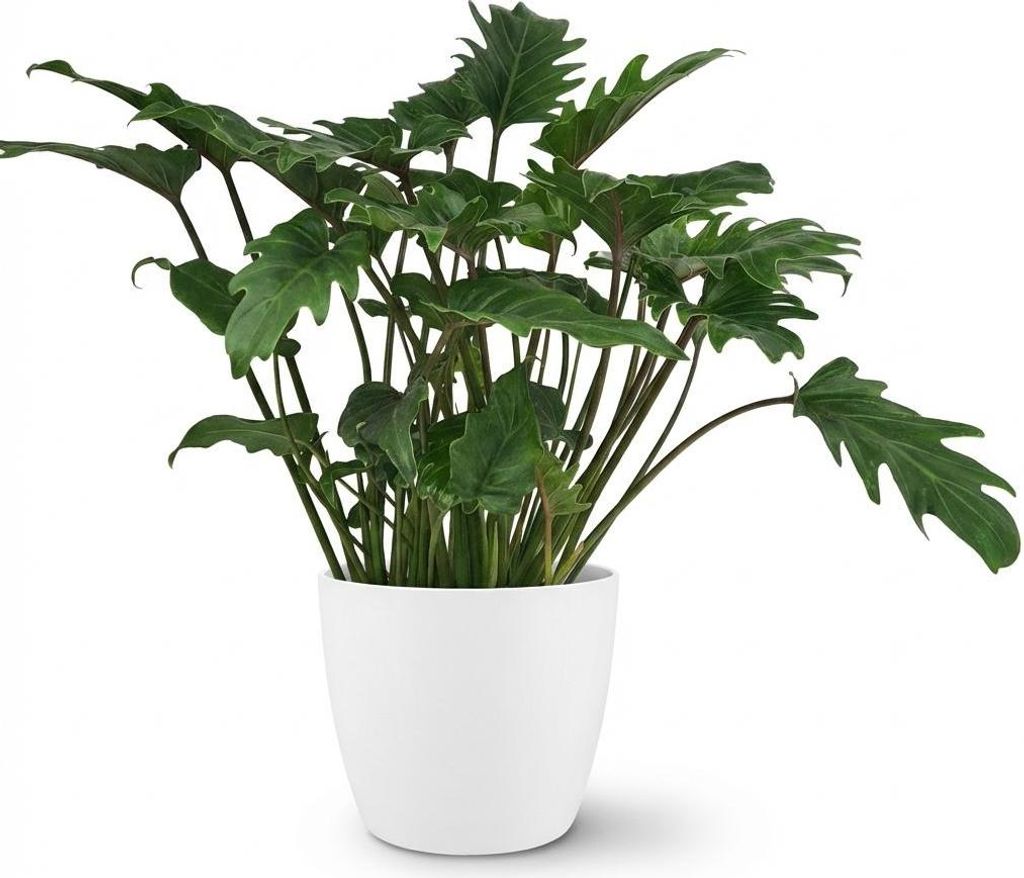Philodendron Xanadu Zimmerpflanze 60cm tief eingeschnittene Blätter Ø19cm Deko