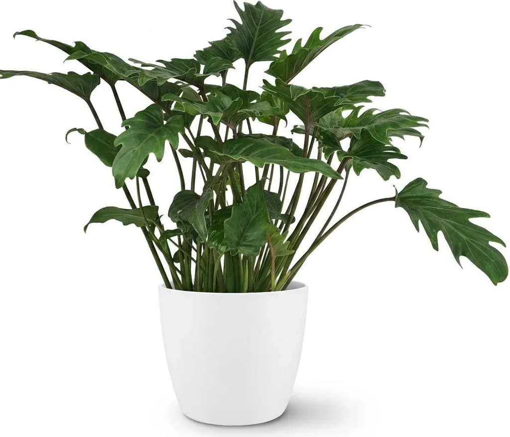 Philodendron Xanadu Entretien Facile - Plante Verte 60cm en Pot Blanc