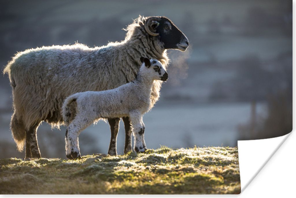 MuchoWow Poster Schaf - Lamm - Sonne 30x20 cm - Plakate - Print