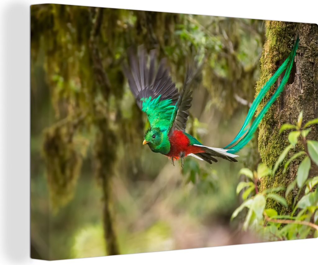OneMillionCanvasses - Leinwandbilder - 150x100 cm, Männlicher bunter Quetzal im Flug, Wandbilder Kunstdruck Wanddekoration