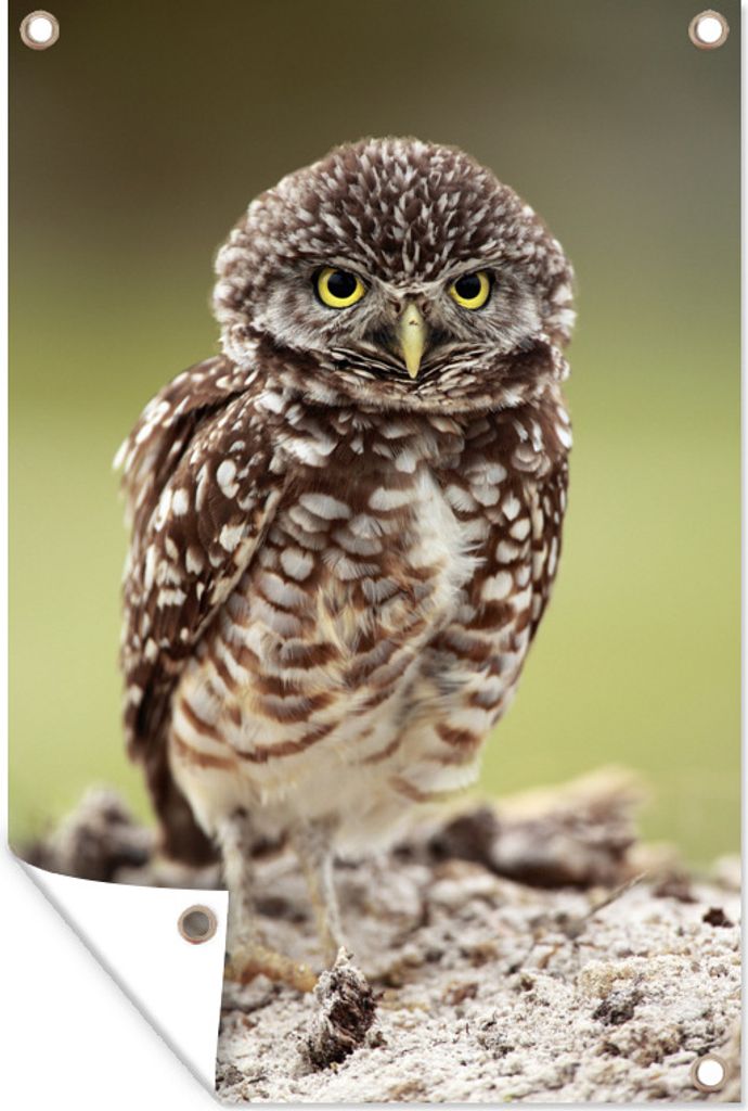 MuchoWow 80x120 cm Outdoor-Poster Gartendeko Sichtschutz Garten Poster für den Garten Eule mit Morgenlaune