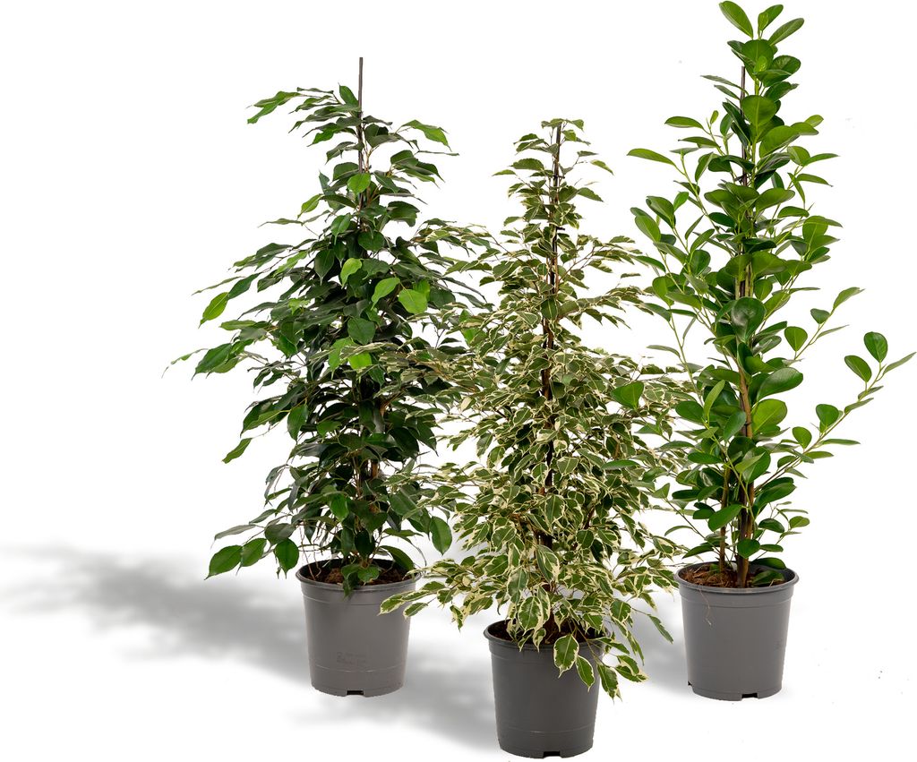 Ficus Benjamina Danielle - Ø21cm - ↕95cm + Ficus Benjamina Produktbild 