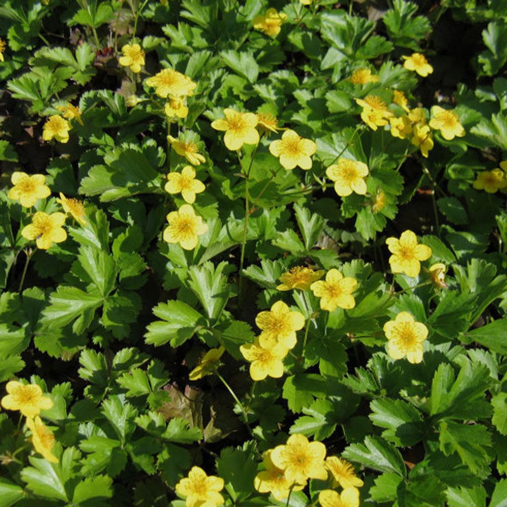6 x Teppich Golderdbeere - Waldsteinia ternata | Topf 9cm x Immagine del prodotto 