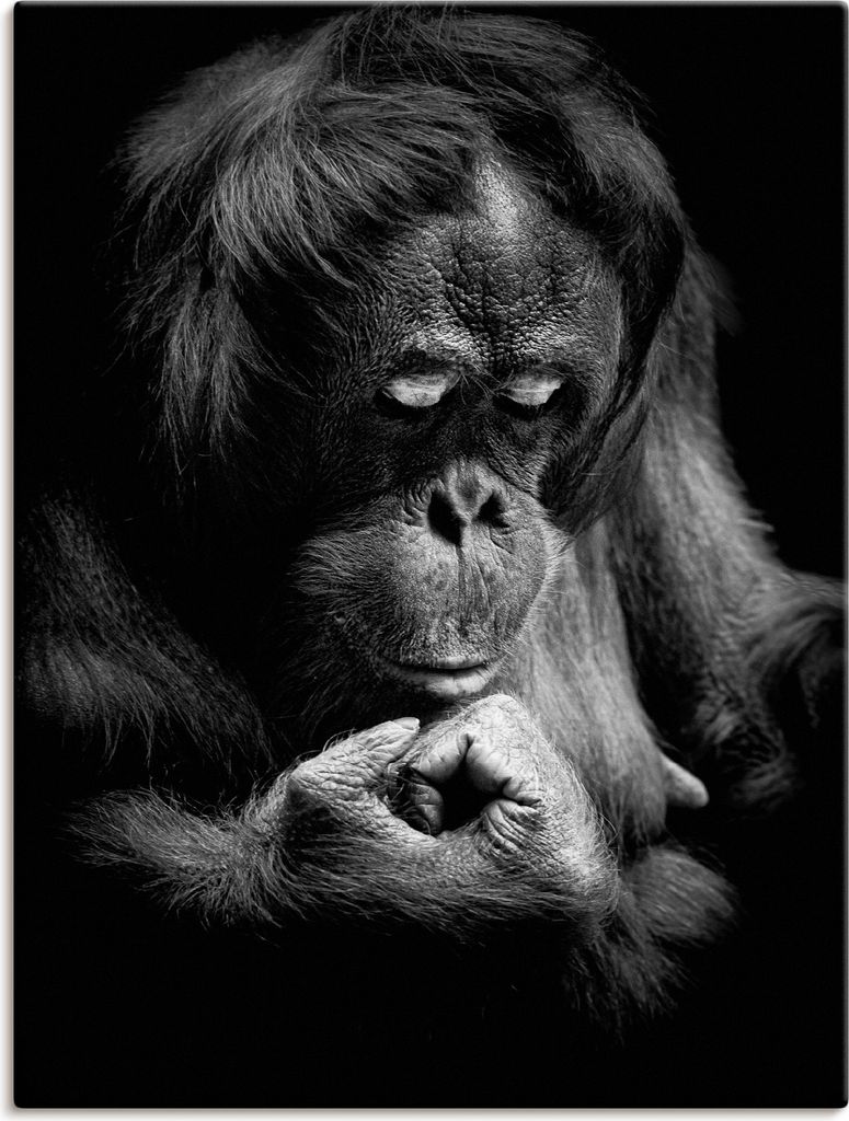 ARTland Leinwandbild Orang Utan Größe: 45x60 cm