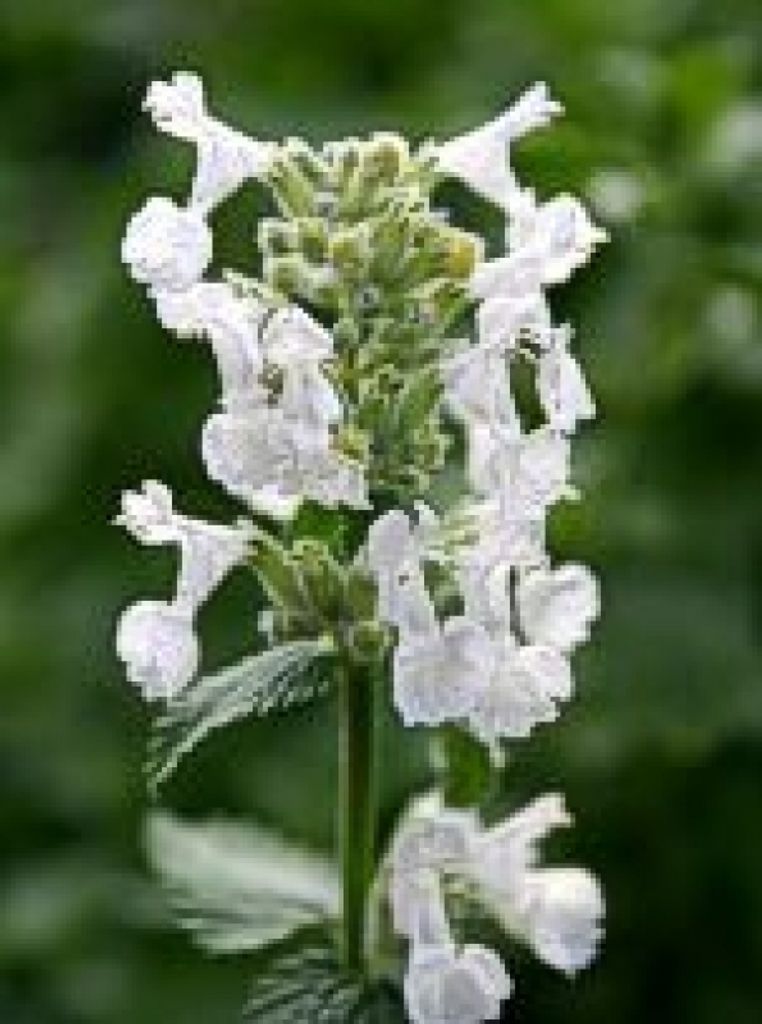 6 x Weiße Katzenminze Snowflake , Dauerblüher , Tb 9 Produktbild 
