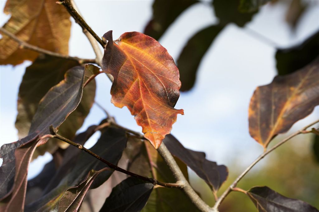 Parrotia persica 'Vanessa', Eisenholzbaum, 80–100 cm, auffällige Herbstfärbung