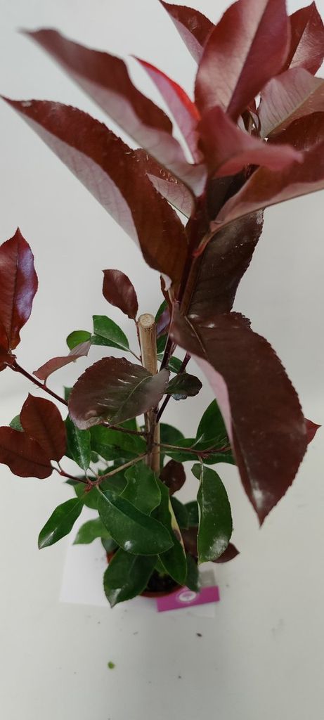 Photinia Fraseri 'Red Robin' Strauch, 2 Liter Topf