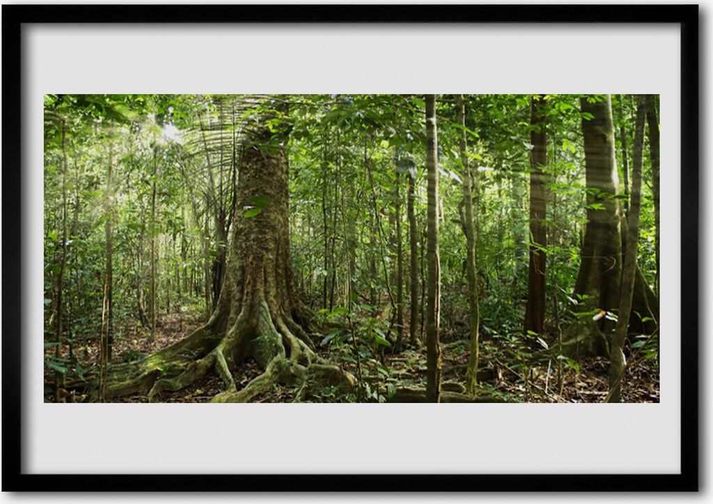 Bild 70x50 MDF-Rahmen Wandkunst Natur Dschungel Wald Bäume