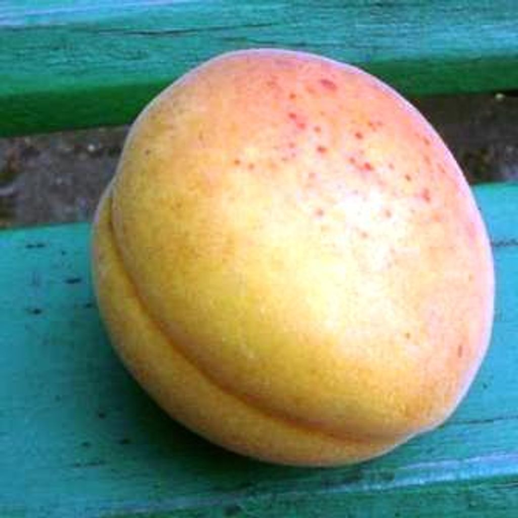 Aprikose `Orangenaprikose Barth´ Aprikosenbaum - Buschbaum Produktbild 