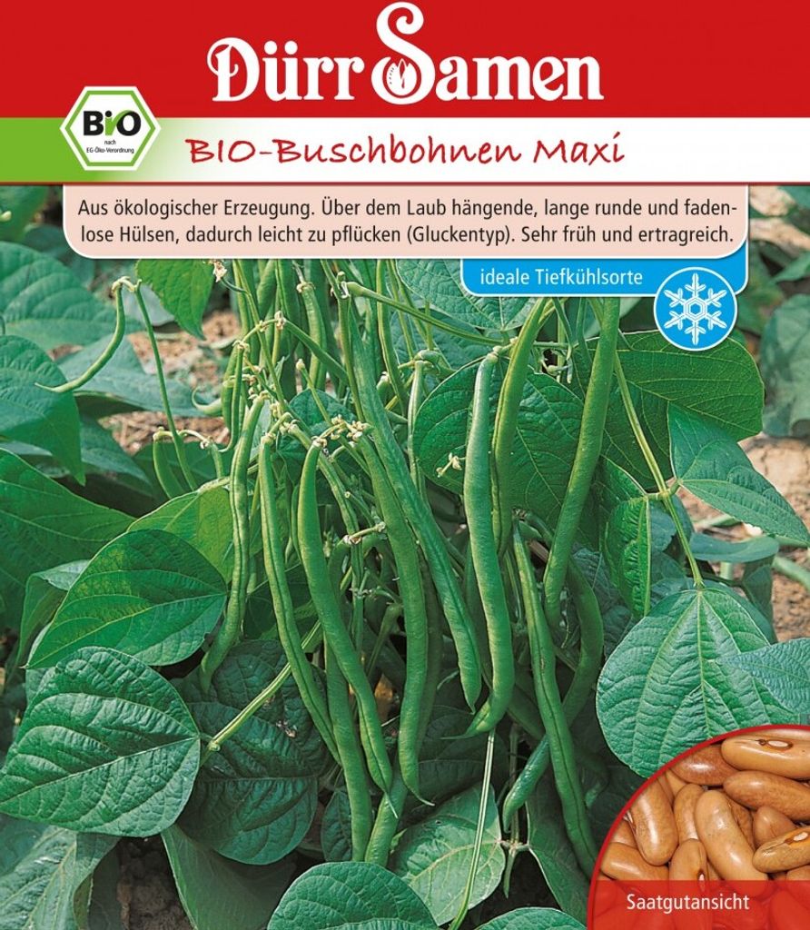 Buschbohne Maxi | -Buschbohnensamen von Dürr Samen