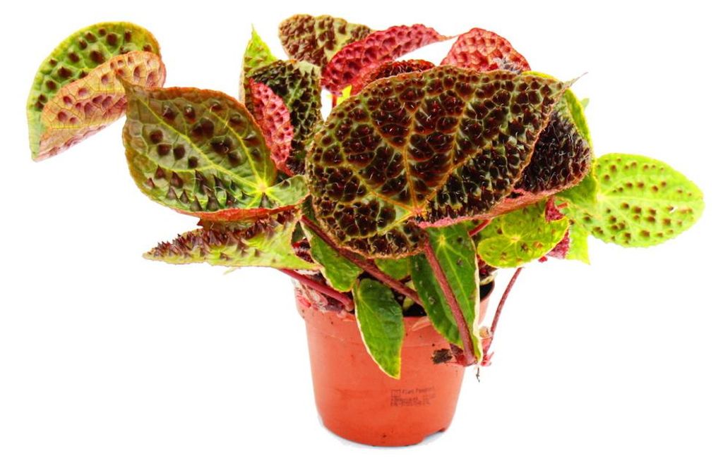 Wilde Begonie - Begonia ferox - spektakuläre Blattpflanze - Rarität - 12cm Topf