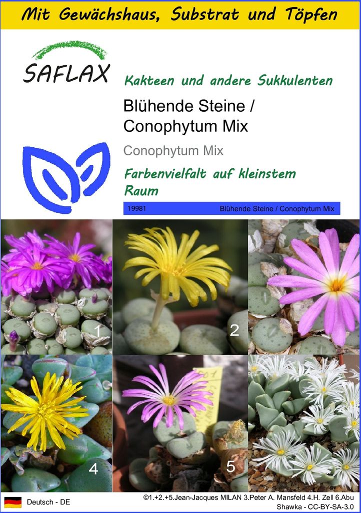 SAFLAX Anzucht Set - Blühende Steine / Conophytum Mix - Conophytum Mix - 40 Samen - Mit Mini-Gewächshaus, Anzuchtsubstrat und 2 Töpfen