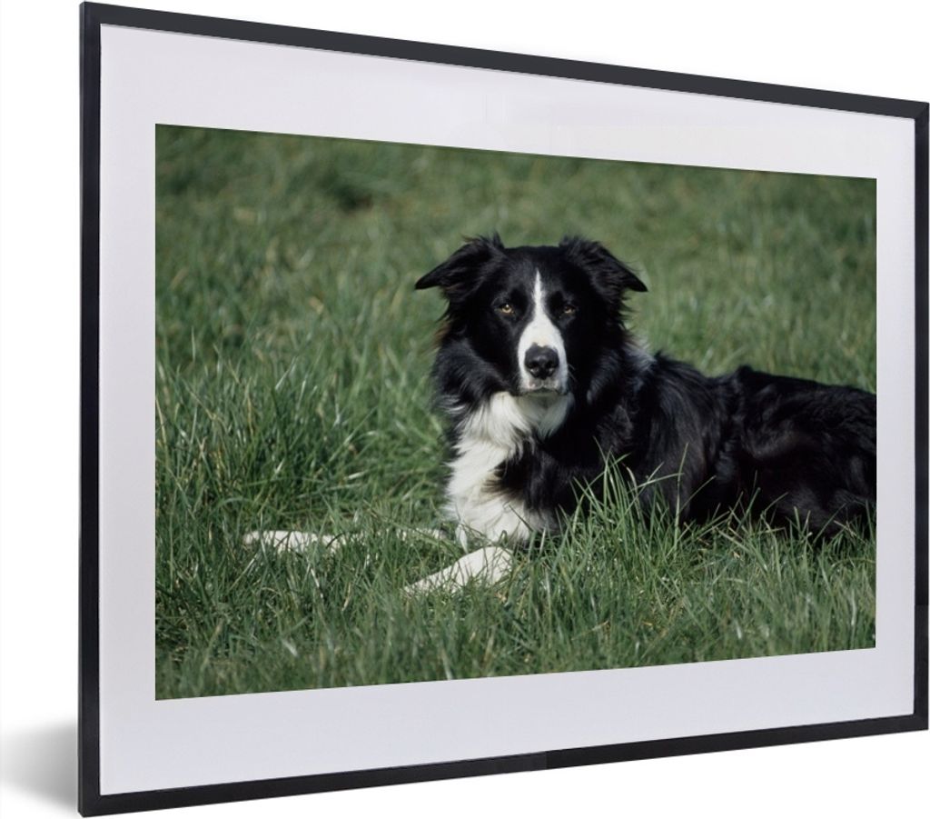 MuchoWow MuchoWow Gerahmtes Poster Border Collie liegt im hohen grünen Gras 40x30 cm - Poster mit zchwarzem Bilderrahmen - Bilderrahmen - Post...