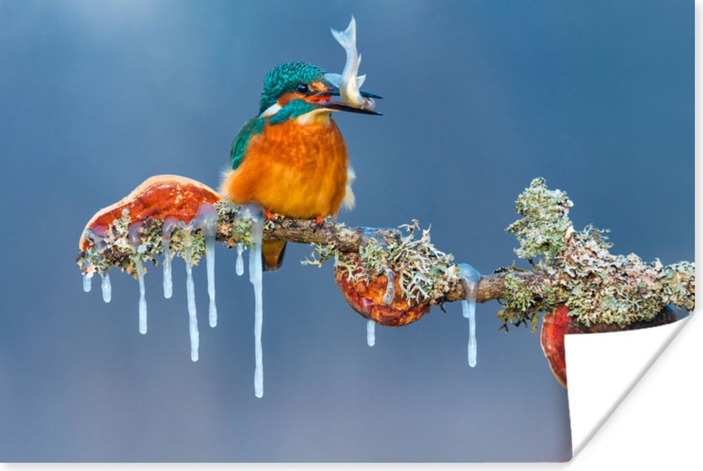 MuchoWow Poster Eisvogel - Zweig - Fisch 30x20 cm - Plakate - Print