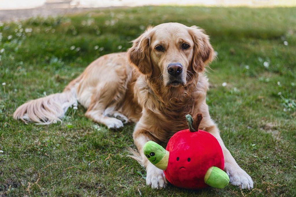 Fringe Studio Plüsch-Hundespielzeug – Versteckspiel Mit 2 Mini-Spielzeugen