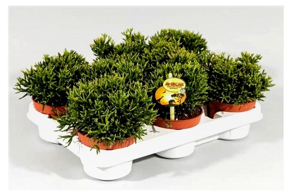 Rhipsalis Cassutha 15 cm – Binsenkaktus/Korallenkaktus im 10,5 cm Topf – pflegeleichte Zimmerpflanze