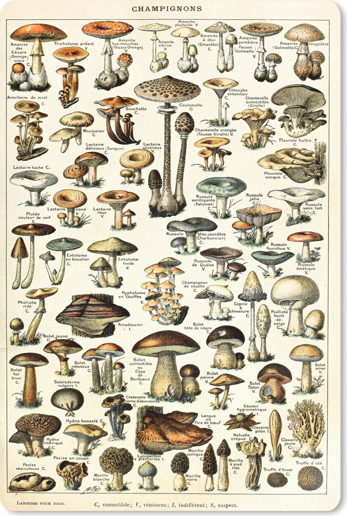 MuchoWow Mauspad Mousepad Pilz - Herbst - Jahreszeiten - Vintage - Adolphe Millot - Natur 40x60 cm - Mousepads - Maus Mat - Pad - Mausunterlage -...