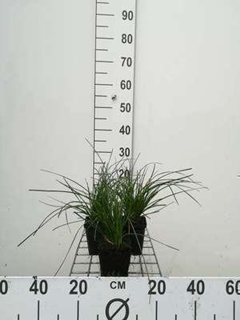 6 x Zephyrantes candida - Weiße Regenlilie - Topf 9 x 9 cm