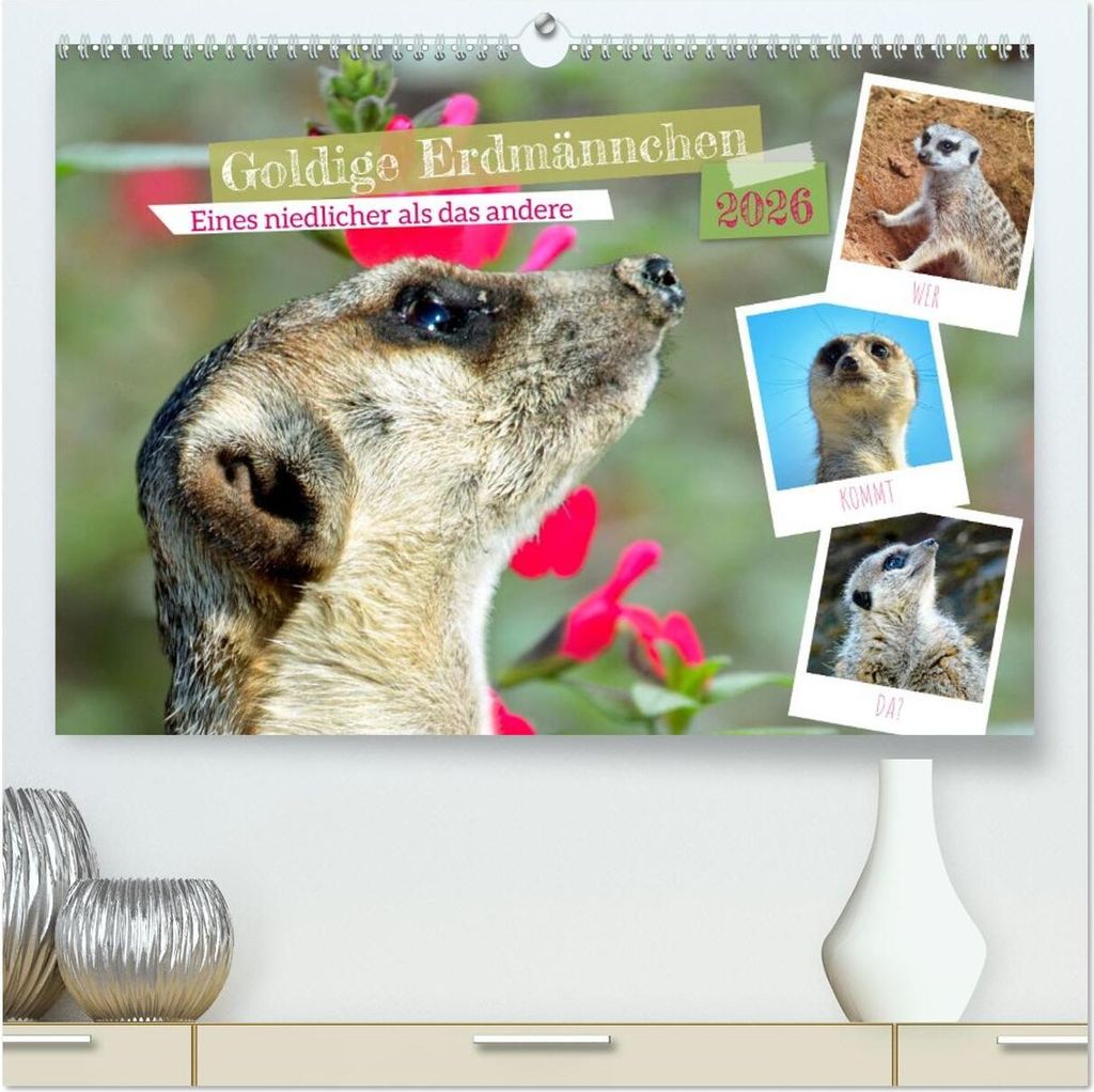 Goldige Erdmännchen (hochwertiger Premium Wandkalender 2026 DIN A2 quer), Kunstdruck in Hochglanz
