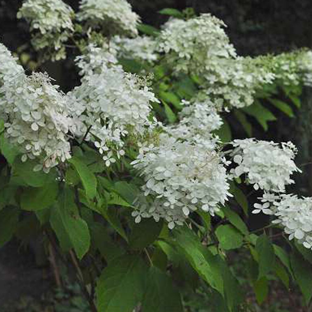 2 x Hortensie - Hydrangea paniculata 'Phantom' | 40-50 cm in Container