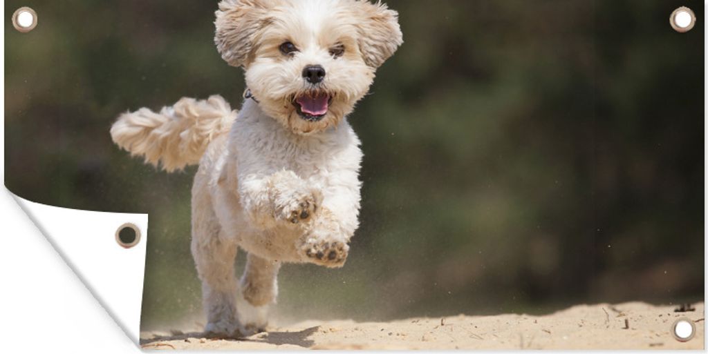 MuchoWow 60x30 cm Outdoor-Poster Gartendeko Sichtschutz Garten Poster für den Garten Ein Shih Tzu Hund hüpft durch den gelben Sand