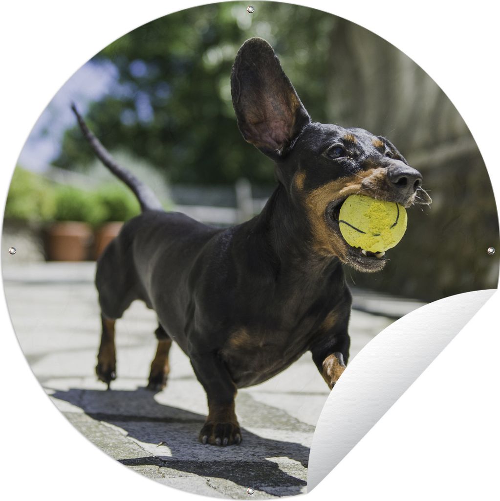 MuchoWow Gartenposter Outdoor-Poster Rund Ein schwarzer Dachshund mit einem Tennisball Ø 150 cm Gartendeko Rundes Poster draußen