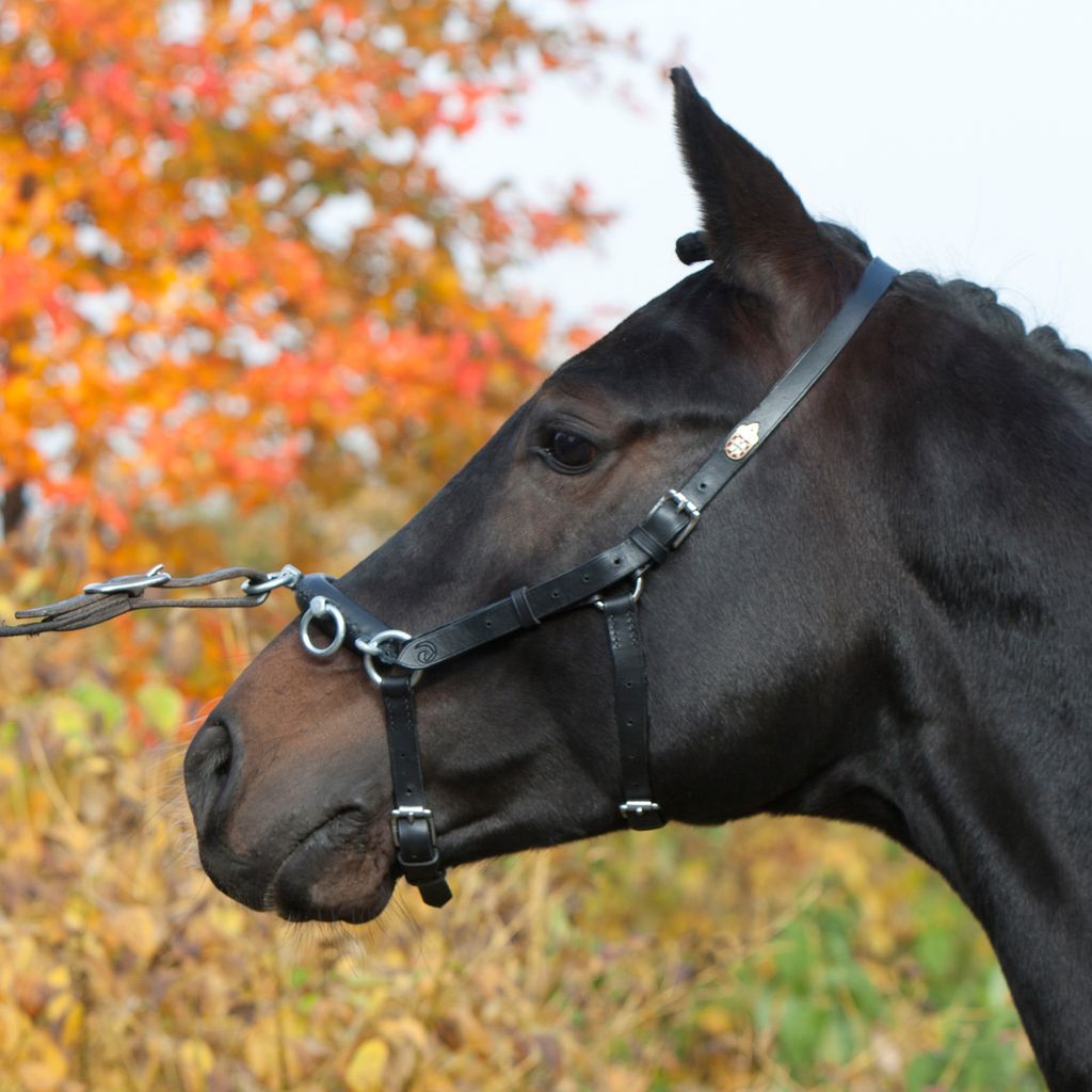 Kieffer Kappzaum Perfect aus Leder , Farbe:schwarz, Größe:Warmblut