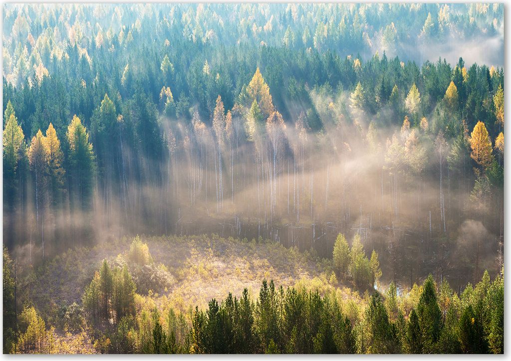 Tulup Leinwandbild - 100x70 cm - Wandkunst - Drucke auf Leinwand - Leinwanddruck - Landschaften - Grün - Nebel im Wald