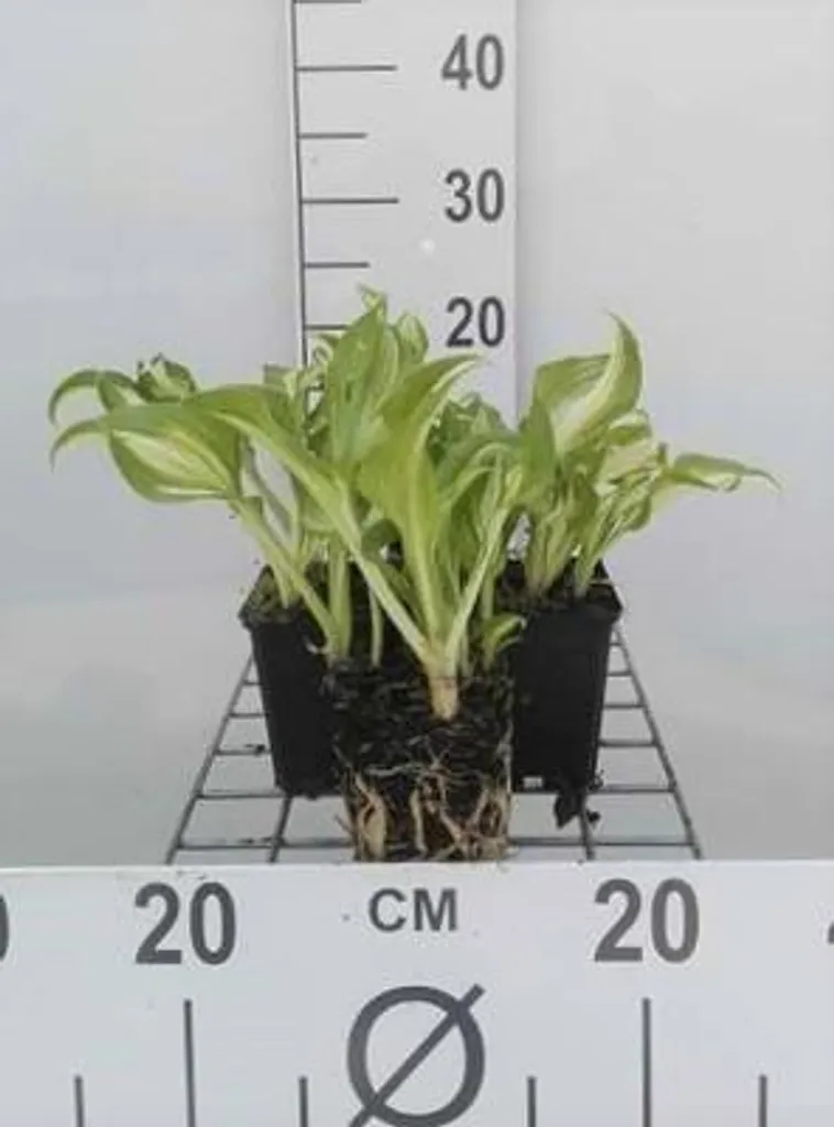 Lot de 6 Hosta hybr. Undulata Mediovariegata en Pots de 9x9x9 cm