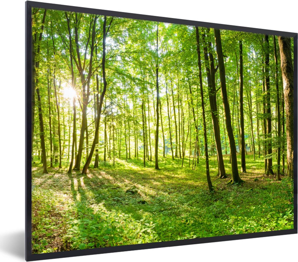 MuchoWow Gerahmtes Poster Natur - Bäume - Wald - Grün - Sonnenlicht 80x60 cm - Poster mit Schwarzem Bilderrahmen Wandposter Rahmen Foto Bilder ...