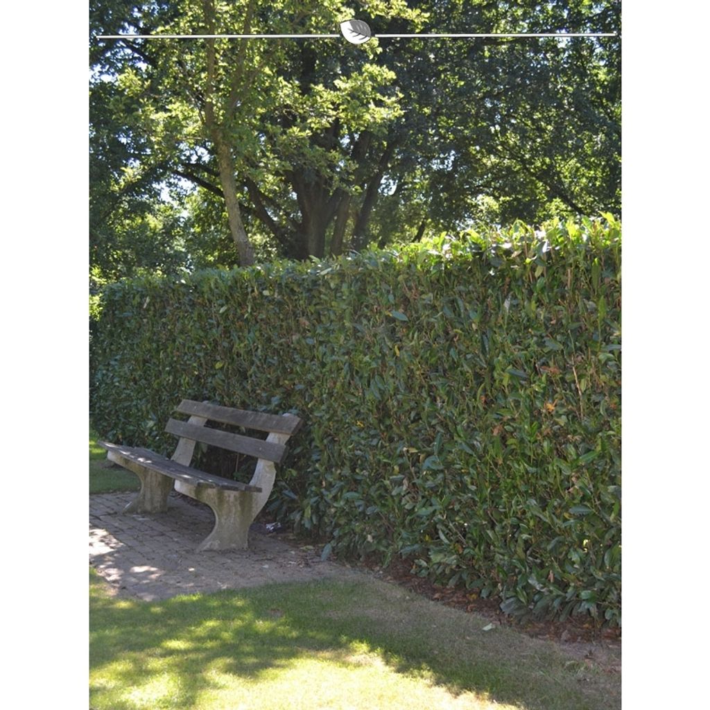 Kirschlorbeer Prunus Herbergii 80-100 cm, 30x Heckenpflanze