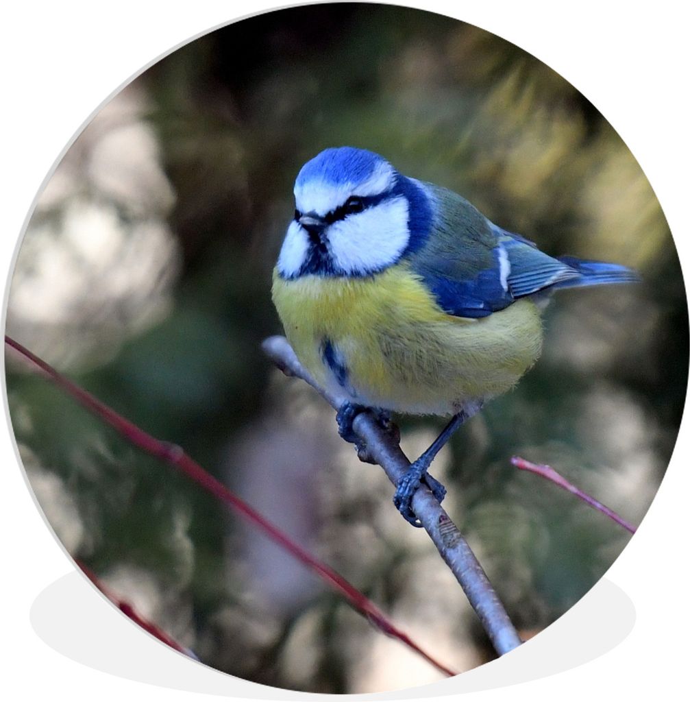 MuchoWow Rundes Wandbild - Runde Bilder Bunte Kohlmeise an einem sonnigen Tag Ø 30 cm Kreis Wanddekoration Kunststoff - Wandkreis - Wandschmuck ...