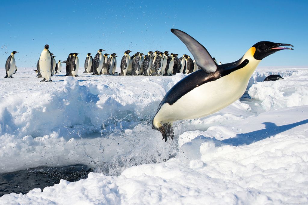 Pinguine Kunstdruck Bild - Freuden-Sprung (80 x 120 cm)
