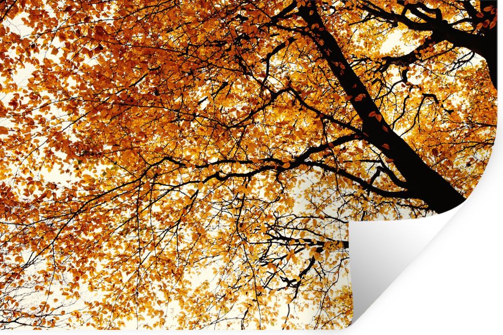 MuchoWow Wandtattoo Wandsticker Wandaufkleber Baum - Herbstblätter - Jahreszeiten - Rustikal 60x40 cm Selbstklebend und Repositionierbar - Wierd...