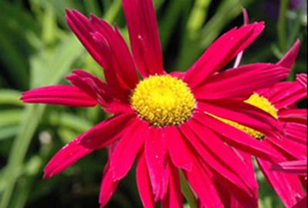 6 x Tanacetum (c) 'Robinson's Red' - Marguerite - pot 9 x 9 Image du produit 