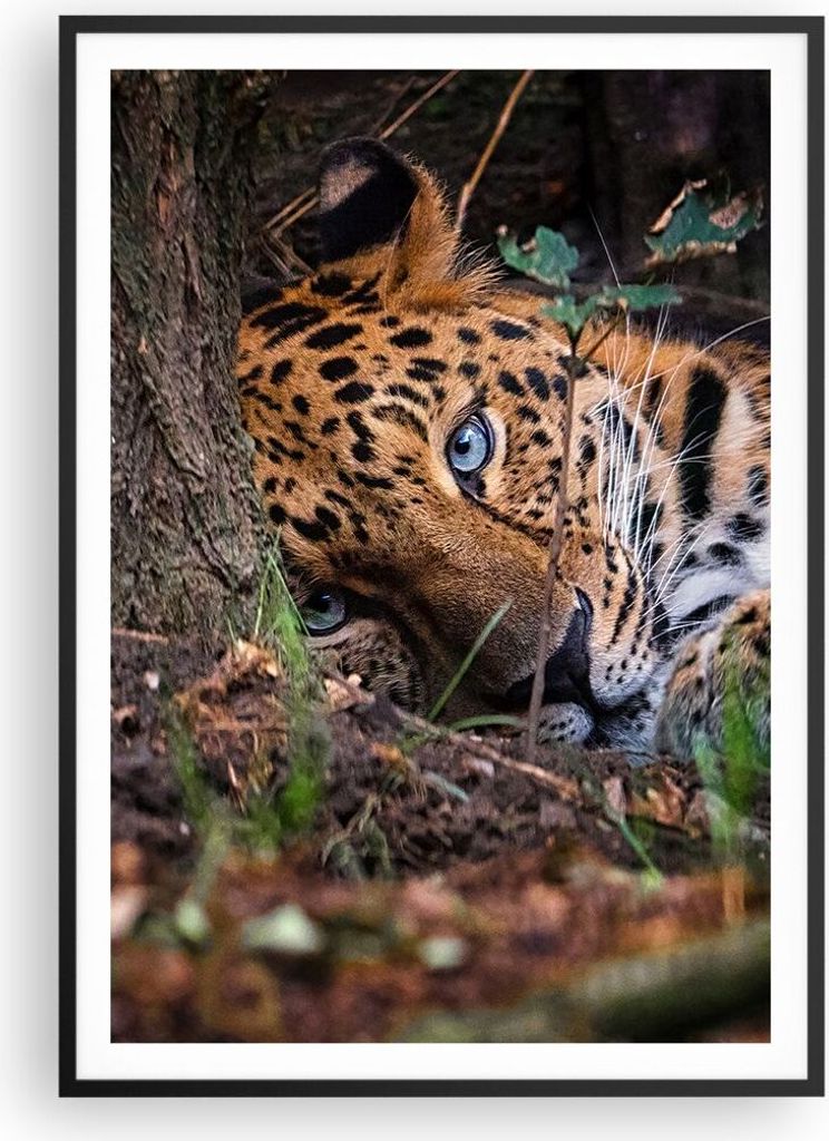 Gerahmtes Poster - Schwarzer Rahmen - Leopard Porträt Jaguar - 70x100 cm - Wand Bild - Wanddeko - Wandbilder - Kunstposter - Wandposter - Bilderra...